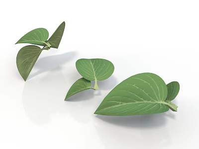 Fresh Green Plant Leaves With Visible Veins And Various Sizes On White Background 3d model