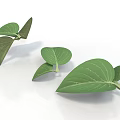 Fresh Green Plant Leaves With Visible Veins And Various Sizes On White Background