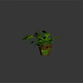 Lush Green Plant With Variegated Leaves And Trailing Vines In Brown Pot