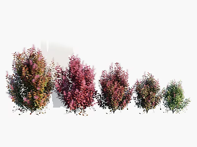 Various Types Of Colorful Garden Shrubs With Red Green Foliage And Landscaping 3d model