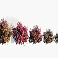 Various Types Of Colorful Garden Shrubs With Red Green Foliage And Landscaping