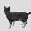 Black and white cat standing with raised tail looking forward on gray background 3d model