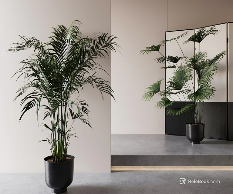 Lush Large Indoor Potted Plant in Black Planter for Modern Interior Decor with Mirror 3d model 