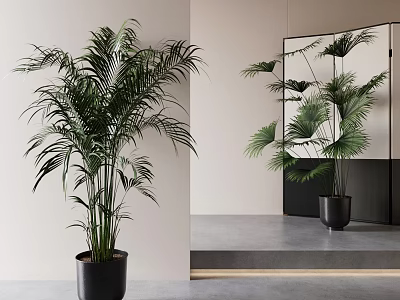Lush Large Indoor Potted Plant in Black Planter for Modern Interior Decor with Mirror 3d model