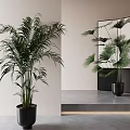 Lush Large Indoor Potted Plant in Black Planter for Modern Interior Decor with Mirror