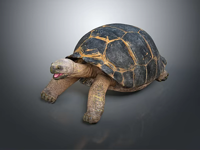 Realistic land tortoise with black and yellow patterned shell on gray background 3d model