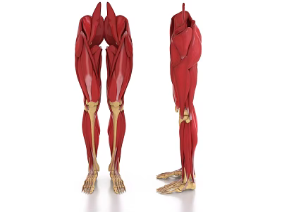 Decorative Ornament Set Featuring Leg Muscle Anatomy Models 3D Anatomical Figurines For Medical Education 3d model