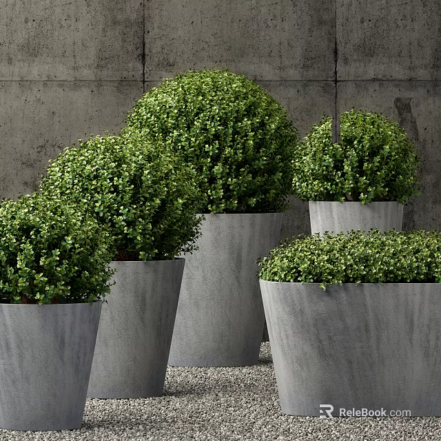 Multiple Lush Round Shaped Bonsai Potted Plants in Gray Concrete Pots With Dense Green Leaves 3d model 