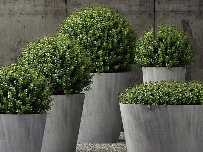 Multiple Lush Round Shaped Bonsai Potted Plants in Gray Concrete Pots With Dense Green Leaves 3d model