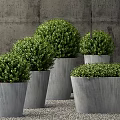 Multiple Lush Round Shaped Bonsai Potted Plants in Gray Concrete Pots With Dense Green Leaves