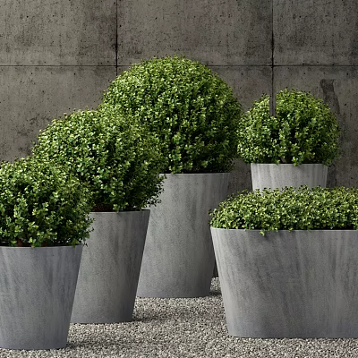 Multiple Lush Round Shaped Bonsai Potted Plants in Gray Concrete Pots With Dense Green Leaves 3d model