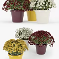 Blooming Bonsai Potted Plants With Colorful Flowers In Various Colored Pots