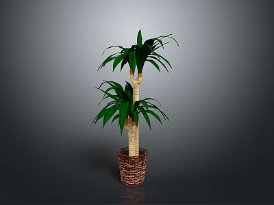 Tall Green Palm Plant With Lush Leaves In Woven Brown Basket Planter 3d model