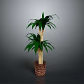 Tall Green Palm Plant With Lush Leaves In Woven Brown Basket Planter
