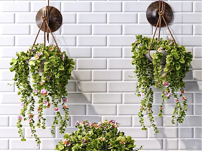 Lush Hanging Basket Plants With Trailing Foliage And Pink Flowers Against White Brick Wall 3d model