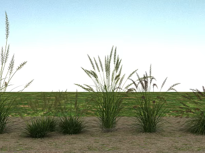 Modern Herbaceous Plants 3d model