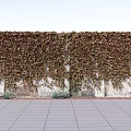 Vines Covering Stone Wall With Green Brown Leaves Small Plants At Base Gray Tiled Ground