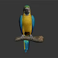 Vibrant Blue And Yellow Macaw Parrot Perched On A Wooden Branch