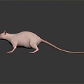 Modern mouse mouse wizard hairless mouse mouse warlock 3d model