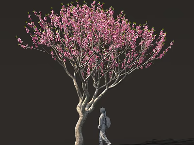 Arbor With Blooming Pink Flowers Curved Trunk And Person Walking Against Dark Background 3d model