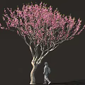 Arbor With Blooming Pink Flowers Curved Trunk And Person Walking Against Dark Background