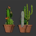 Cactus Plants Of Various Shapes In Brown Pots With Red Flowers