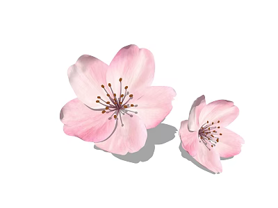 Two Soft Pink Cherry Blossom Flowers With Delicate Petals And Yellow Stamens 3d model