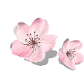 Two Soft Pink Cherry Blossom Flowers With Delicate Petals And Yellow Stamens