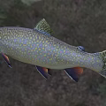 Colorful Speckled Brook Trout With Yellow Brown Body Orange Fins And Open Mouth