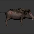 Wild Boar With Long Tusks Dark Skin And Rough Fur On White Background
