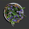 Vibrant Purple Flowers in White Pot with Burlap Wrap and Green Foliage