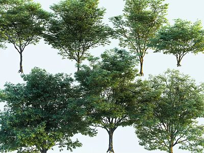 Various Green Arbor Trees With Lush Foliage And Natural Canopy Shapes 3d model