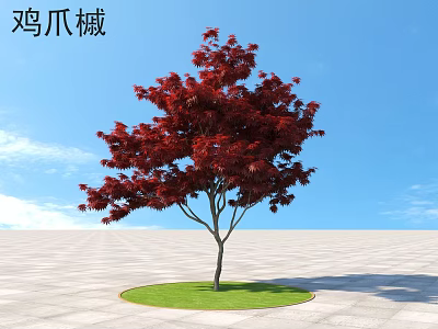 Vibrant Red Leaf Acer Palmatum Tree In Circular Green Lawn Under Blue Sky 3d model