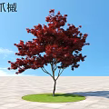Vibrant Red Leaf Acer Palmatum Tree In Circular Green Lawn Under Blue Sky