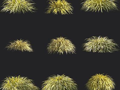 Golden-leaf Hakone Grass Ornamental Grass 3d model