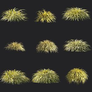 Golden-leaf Hakone Grass Ornamental Grass 3d model