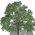 Tree 3d model