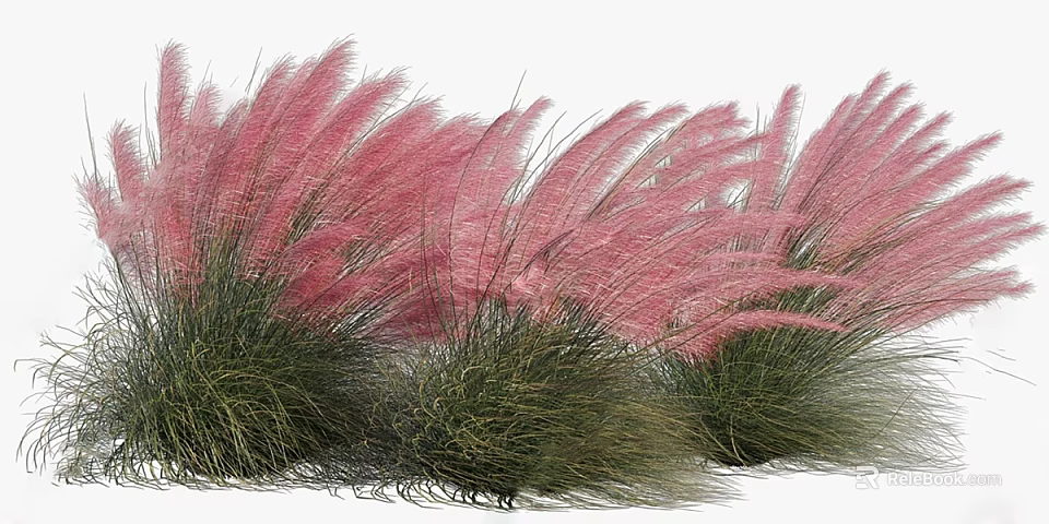 Elegant Pink Feathery Ornamental Grass With Green Foliage For Garden Decoration 3d model 