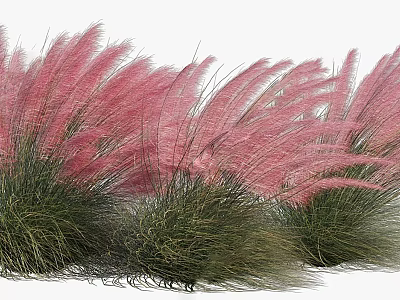 Elegant Pink Feathery Ornamental Grass With Green Foliage For Garden Decoration 3d model