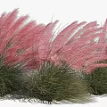 Elegant Pink Feathery Ornamental Grass With Green Foliage For Garden Decoration