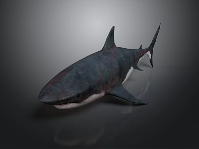 Realistic 3D Shark Model With Detailed Fins And Dark Background Texture 3d model