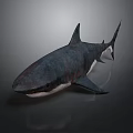 Realistic 3D Shark Model With Detailed Fins And Dark Background Texture