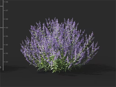 Lush Purple Flowering Shrubs With Dense Blooms And Green Leaves 3d model
