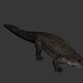 Realistic 3D Crocodile Model With Detailed Skin Texture And Lifelike Pose