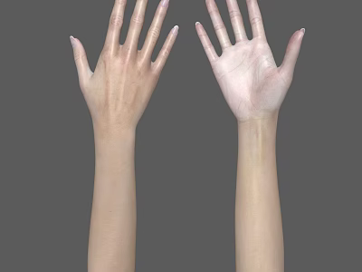 Human Hands and Arms with Different Skin Tones on Gray Background 3d model