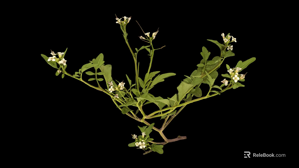 Fresh Green Plant With Lush Leaves And Small White Flowers On Black Background 3d model 