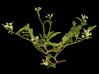 Fresh Green Plant With Lush Leaves And Small White Flowers On Black Background 3d model