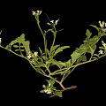 Fresh Green Plant With Lush Leaves And Small White Flowers On Black Background