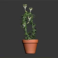 Potted Plant With Green Leaves And White Flowers In Arch Shape Terracotta Pot