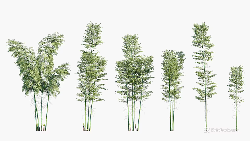 Different Bamboo Plant Varieties with Green Foliage and Tall Stems 3d model 